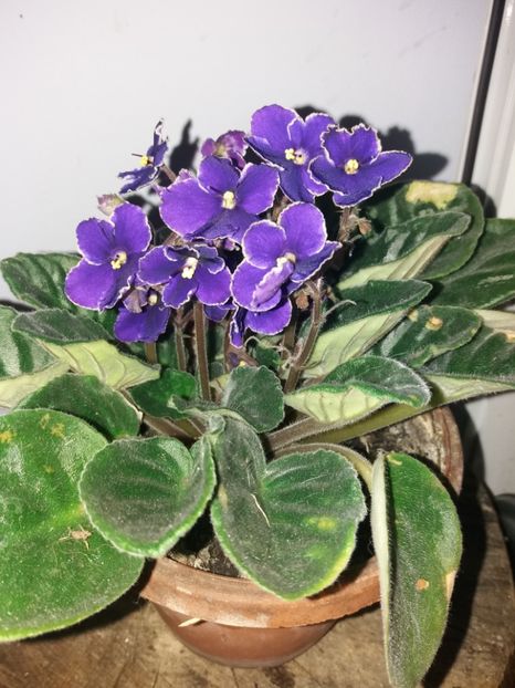  - Florile mele iulie 2019