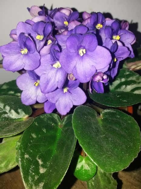  - Florile mele iulie 2019