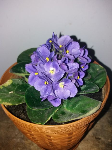  - Florile mele iulie 2019