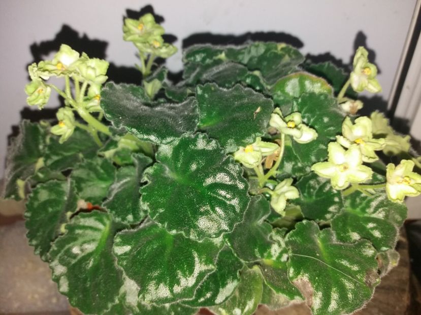  - Florile mele iulie 2019