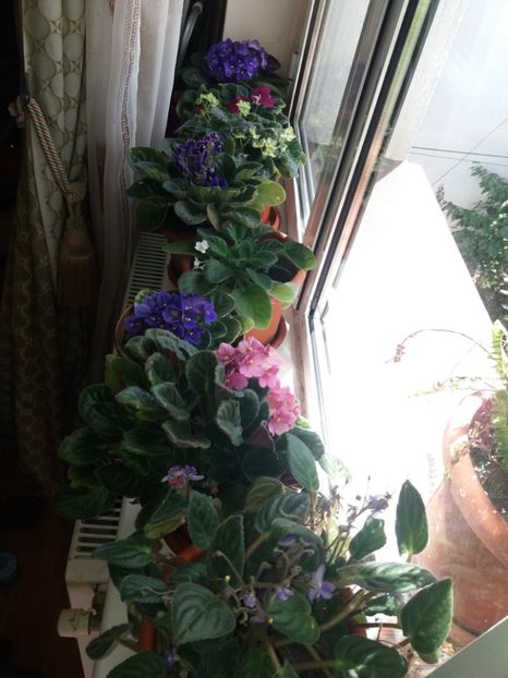  - Florile mele iulie 2019