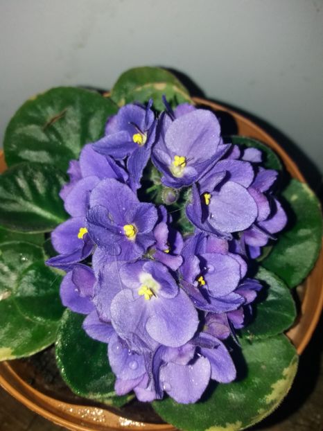  - Florile mele iulie 2019