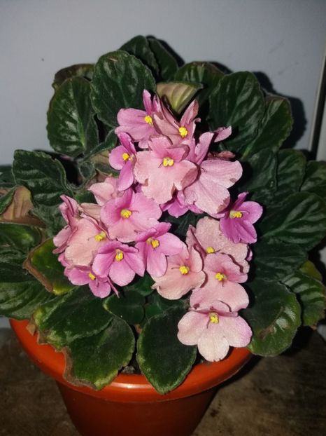  - Florile mele iulie 2019