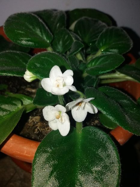  - Florile mele iulie 2019