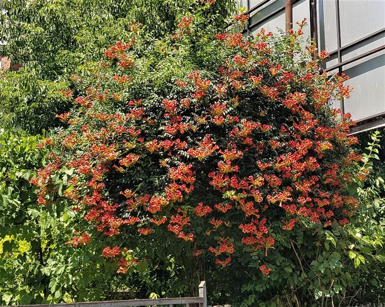 Campsis radicans- o minge de uriașă - z Prin oras si prin imprejurimi