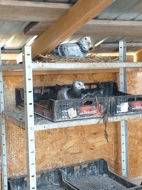 IMG-20190701-WA0018 - Iulie 2019