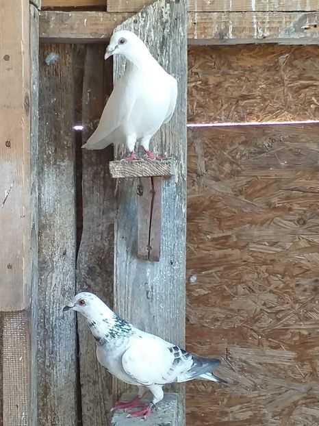 IMG-20190701-WA0011 - Iulie 2019