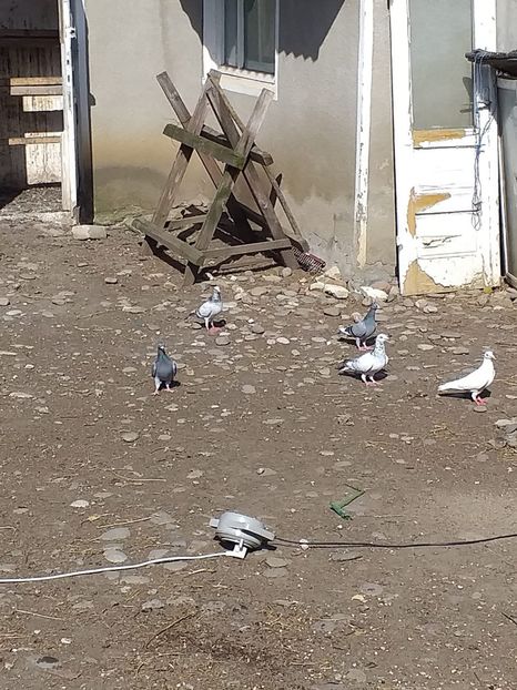 IMG-20190701-WA0025 - Iulie 2019