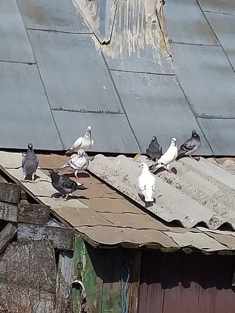 IMG-20190701-WA0026 - Iulie 2019