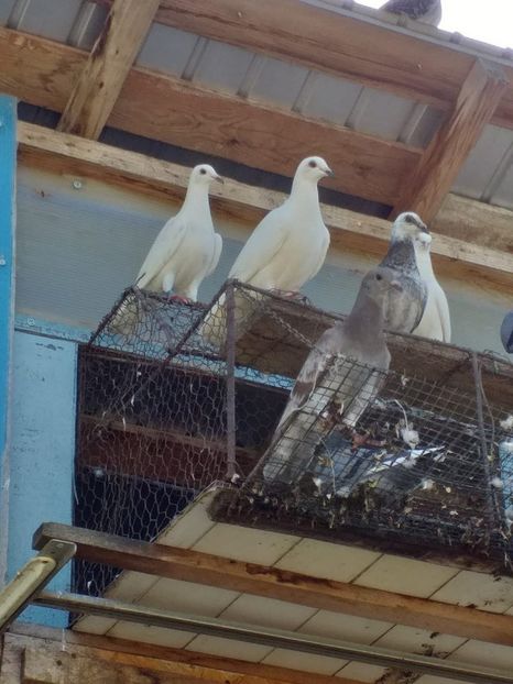 IMG-20190701-WA0024 - Iulie 2019