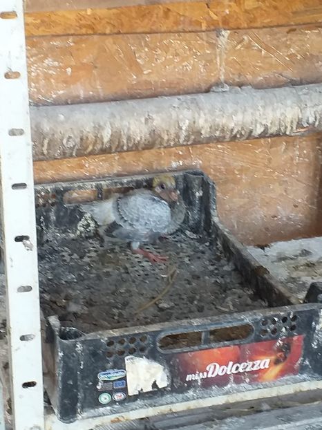 IMG-20190701-WA0013 - Iulie 2019