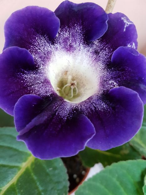 Dream pretty - Gloxinia 2019
