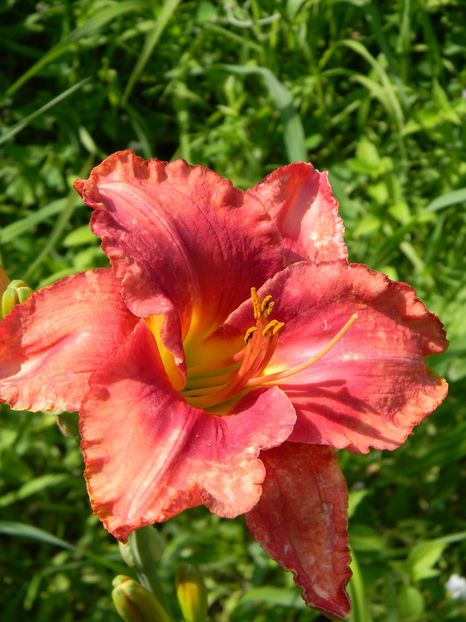 South seas - Hemerocallis 2019