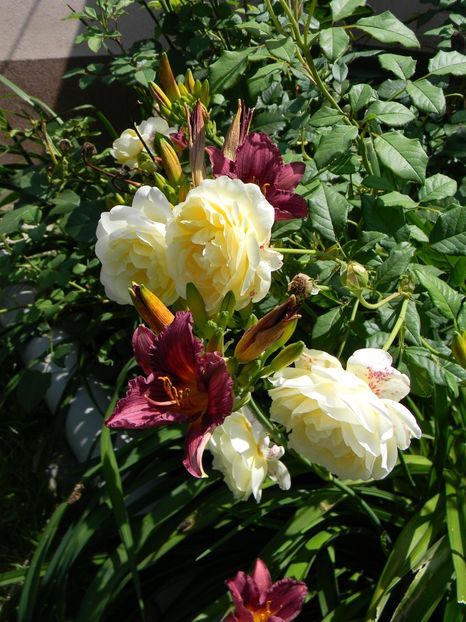  - Hemerocallis 2019