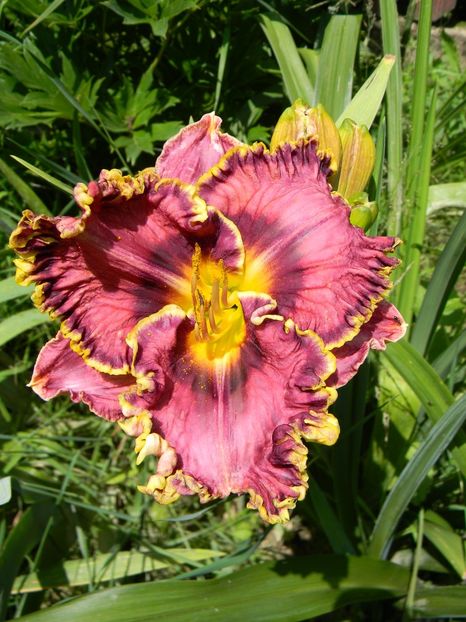 Somewhat elegant - Hemerocallis 2019