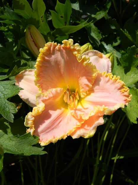 Princess Diana - Hemerocallis 2019