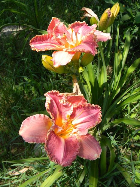 Crowning light - Hemerocallis 2019