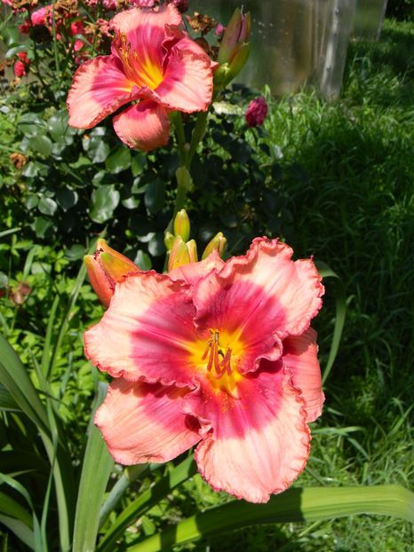 Dan mahony - Hemerocallis 2019