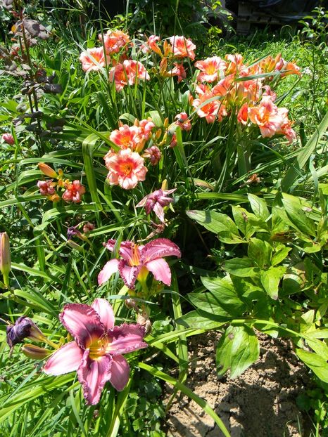  - Hemerocallis 2019