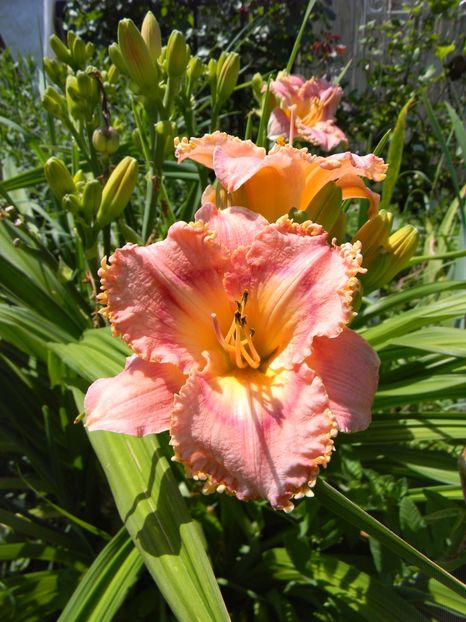 Barbara Ditmer - Hemerocallis 2019