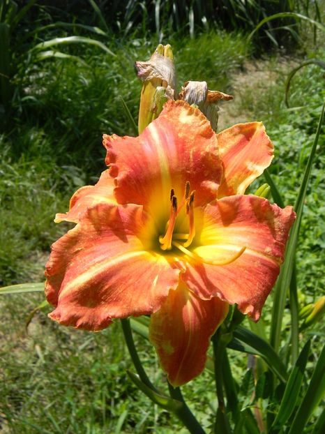  - Hemerocallis 2019