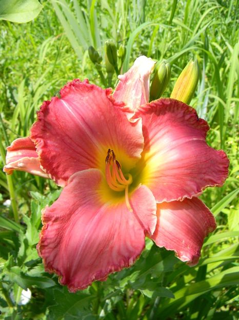  - Hemerocallis 2019