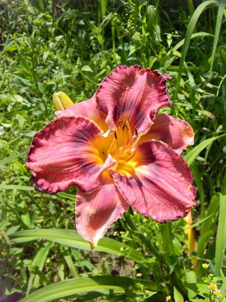  - Hemerocallis 2019