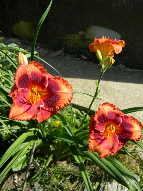 Orange city - Hemerocallis 2019