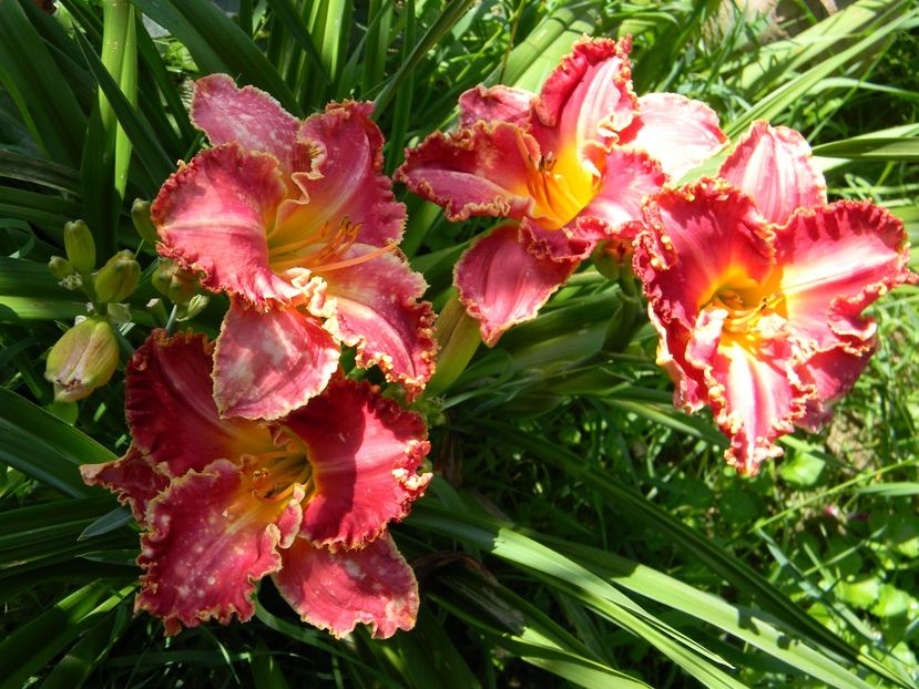  - Hemerocallis 2019