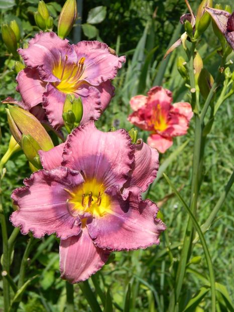 Lavender blue baby - xx Colectie hemerocallis