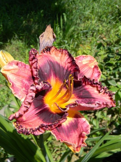 Rock candy - Hemerocallis 2019
