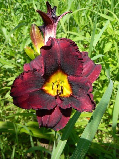 Almost black - xx Colectie hemerocallis