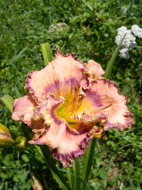  - Hemerocallis 2019