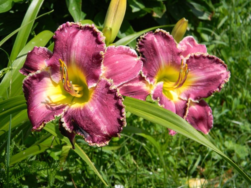  - Hemerocallis 2019