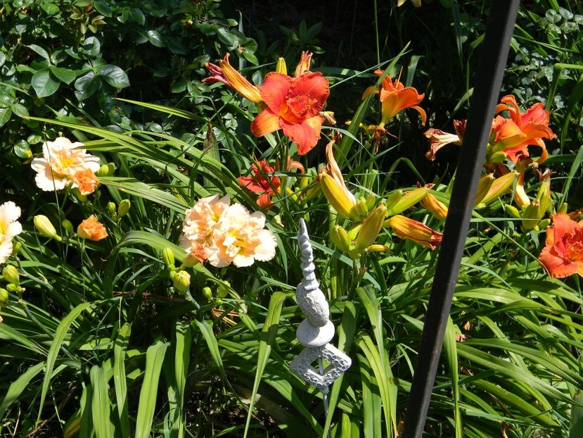  - Hemerocallis 2019