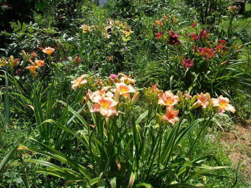  - Hemerocallis 2019