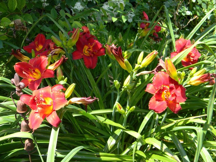 Highland lord - Hemerocallis 2019