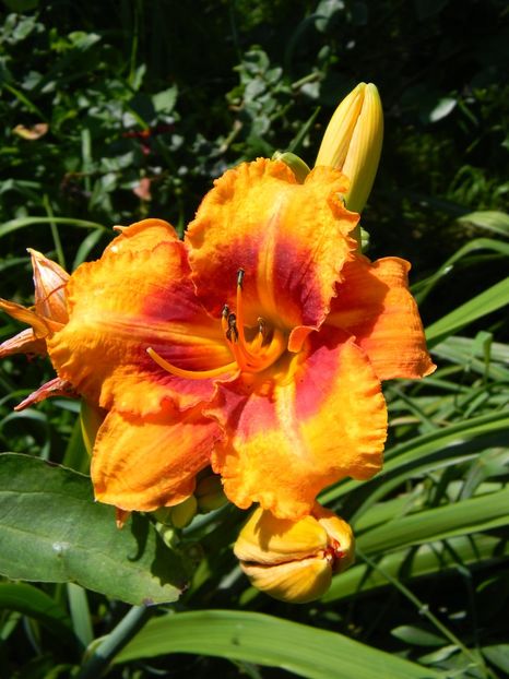 Tigger - Hemerocallis 2019