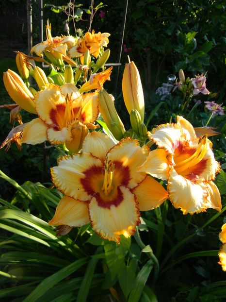 Two part harmony - Hemerocallis 2019