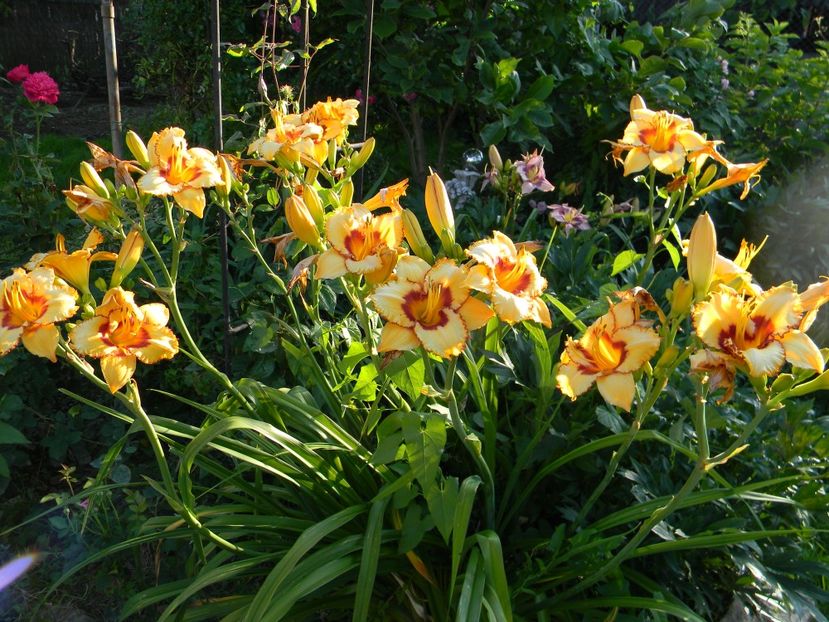  - Hemerocallis 2019