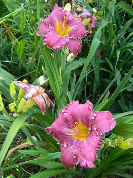  - Hemerocallis 2019