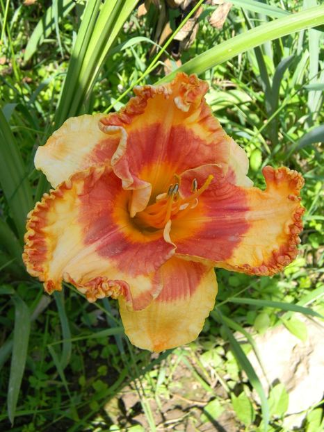 Orange grove - xx Colectie hemerocallis