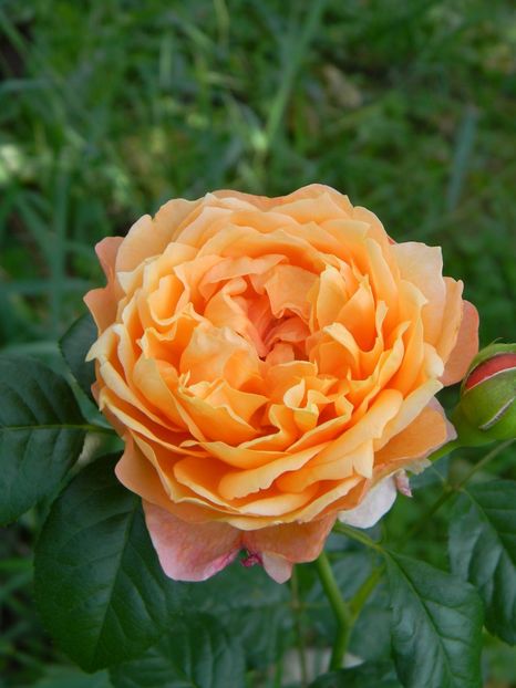 Capri - Trandafiri 2019