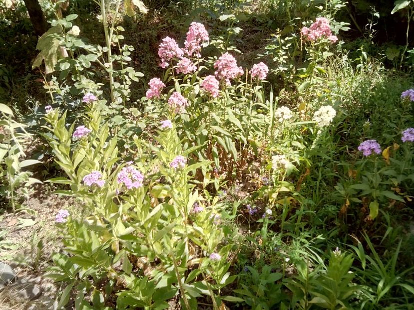 Phlox 2019 - Clematite și altele
