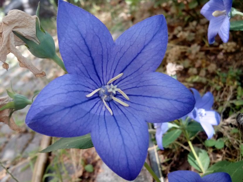 Platycodon - Clematite și altele