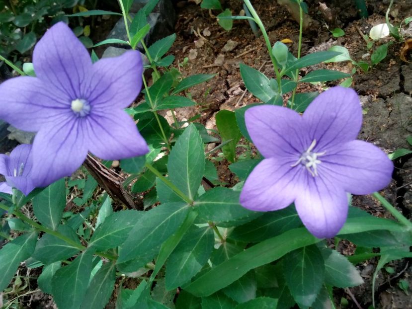  - Clematite și altele