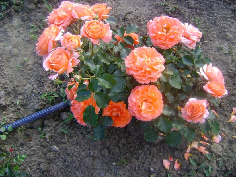  - Orange Meilove floribunda Meilland -2019-2020