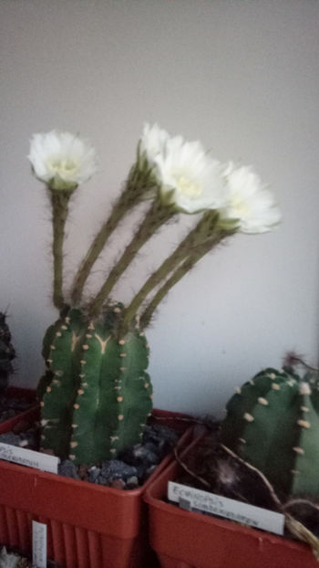 02.07.2019 - Echinopsis subdenudata