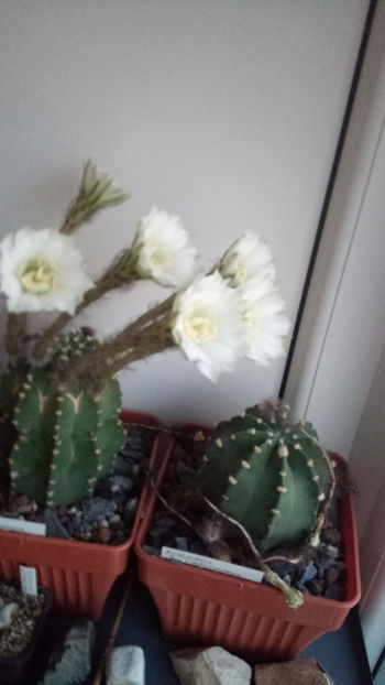 02.07.2019 - Echinopsis subdenudata