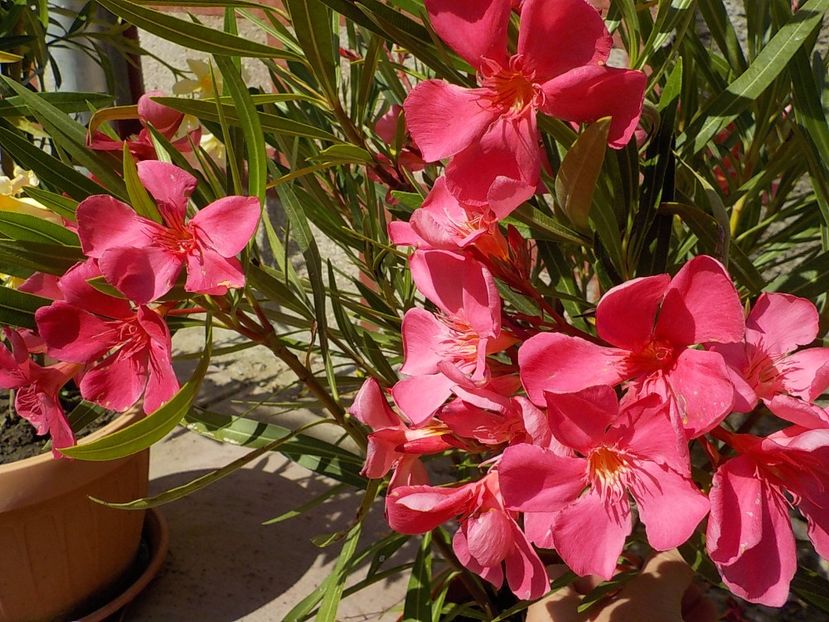  - papa gambeta nr 17